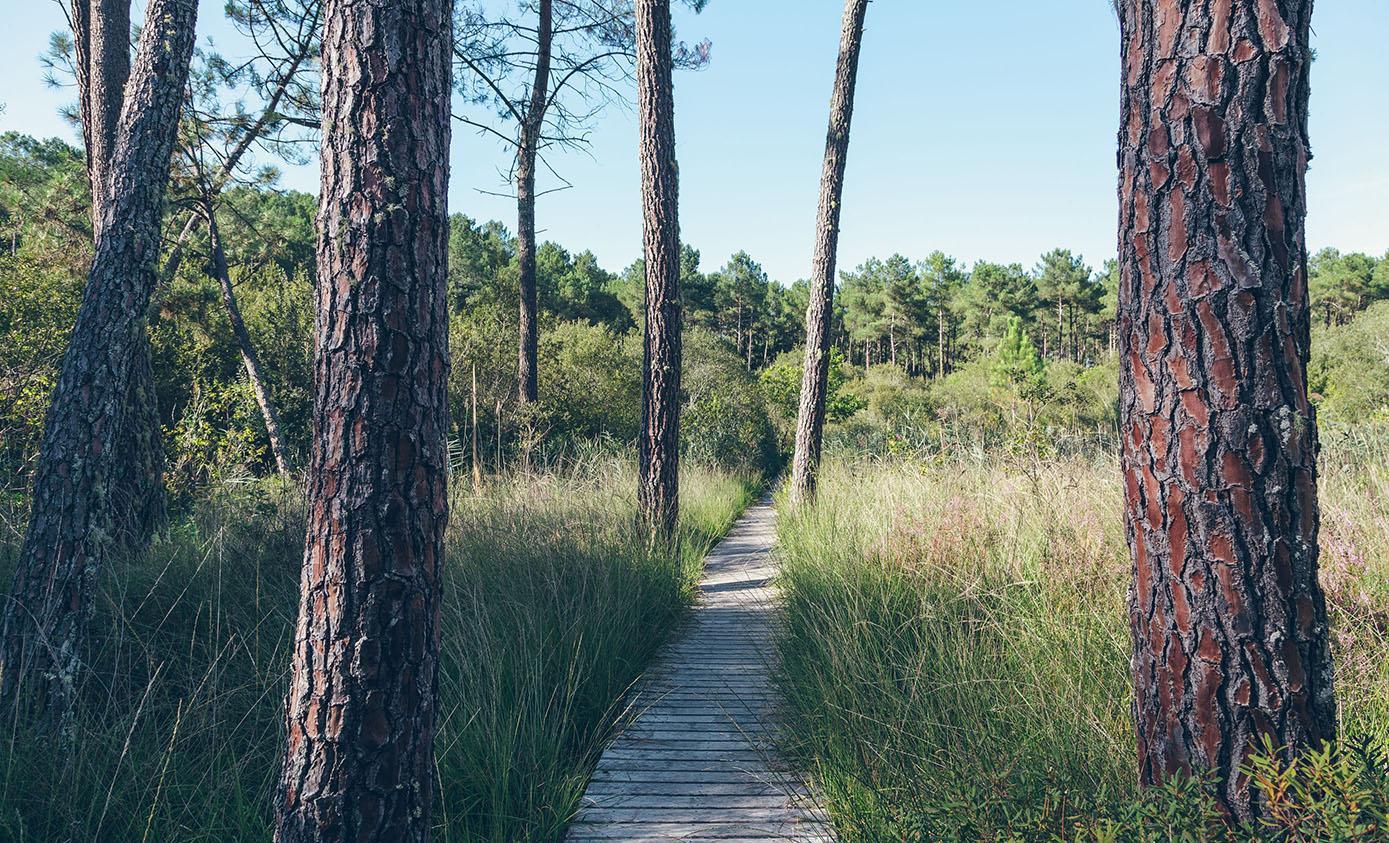 la côte landaise est réputée à travers le monde pour ses plages et sa forêt de pins